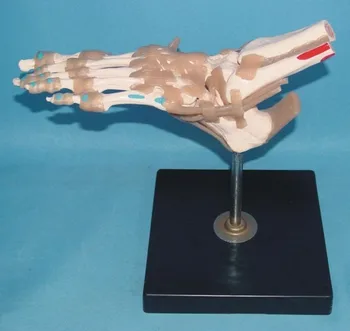 1:1 ľudská Noha spoločné Kostí, väziva Svalov Sfarbenie model Lekárske výučby model doprava zadarmo