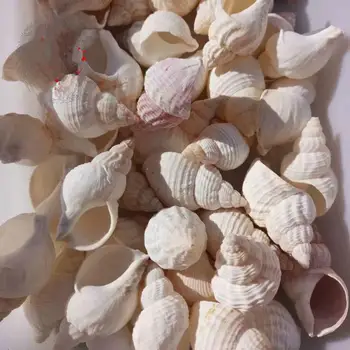 10pcs prírodné conch shell slimák akvárium terénne 6-7 CM poschodí Dekorácie strieľať rekvizity