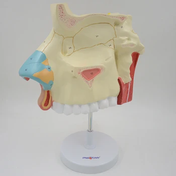 3 krát zväčšenej nosovej dutiny model ľudského nos anatomický model čuchové epitelu nosovej septum anatómie lekárskej učebná pomôcka