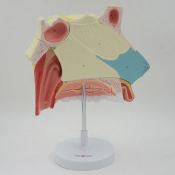3 krát zväčšenej nosovej dutiny model ľudského nos anatomický model čuchové epitelu nosovej septum anatómie lekárskej učebná pomôcka