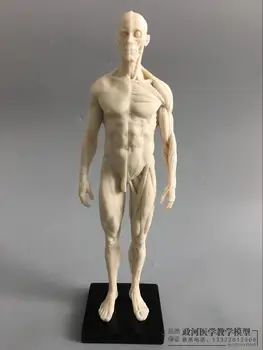 30 cm Umelecké Ľudské Telo, choroby Pohybového ústrojenstva, Anatómia model Ľudského Tela Štruktúra CG Maliarstvo, Sochárstvo Výučby 2 ks