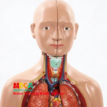 45 cm 16 Častí Mužské a ženské torzo Viscerálneho anatomický model pečene, žalúdka, čriev Zdravotnícke vybavenie na vyučovanie
