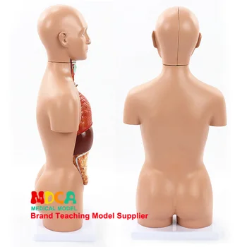 45 cm 16 Častí Mužské a ženské torzo Viscerálneho anatomický model pečene, žalúdka, čriev Zdravotnícke vybavenie na vyučovanie