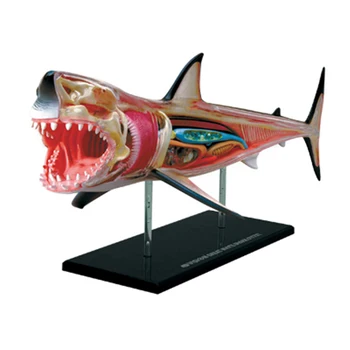 4D Shark Inteligencie Montáž Hračka Zvierat Orgán Anatómie Model Lekárske Výučby DIY Popular Science Spotrebiče