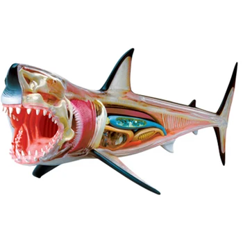 4D Shark Inteligencie Montáž Hračka Zvierat Orgán Anatómie Model Lekárske Výučby DIY Popular Science Spotrebiče