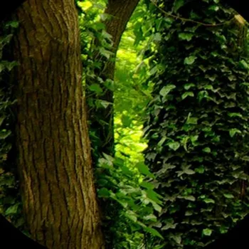 Dropship Vlastné Nástenné 3D Vlastné Veľké Nástenné Tapety Zelený Strom Charakter Krajiny nástenná maľba Obývacej Izby, Spálne, Pohovky, Tapety