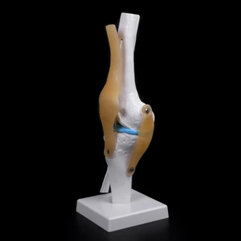 Ľudské Anatomické Kolenného Kĺbu Flexibilné Kostra Model Učenia Pomoc Anatómia 53CC