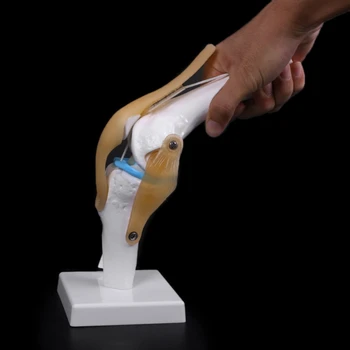 Ľudské Anatomické Kolenného Kĺbu Flexibilné Kostra Model Učenia Pomoc Anatómia 53CC