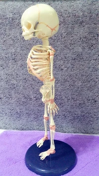 ľudské dieťa anatómie lebky kostra anatomické mozgu striekačku model mixer v trauma na predaj veterinárnych esqueleto anatomia