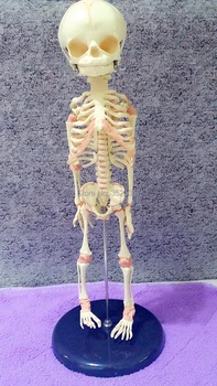 ľudské dieťa anatómie lebky kostra anatomické mozgu striekačku model mixer v trauma na predaj veterinárnych esqueleto anatomia