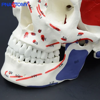 Život veľkosť lebky, model s svaly a čísla s ručným človeka anatomické lebky, model zubár použije štúdium nástroj lekárske darček
