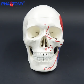 Život veľkosť lebky, model s svaly a čísla s ručným človeka anatomické lebky, model zubár použije štúdium nástroj lekárske darček